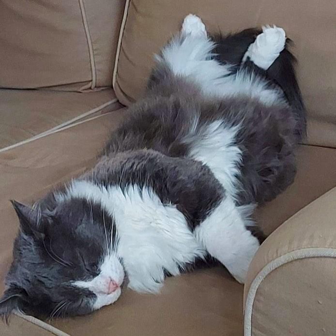 sleeping cat baron